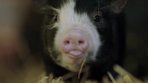 Baby Piglet Struggles to Find Her Meal Time Place 🐷 Wild Tales from the Farm - Smithsonian Channel