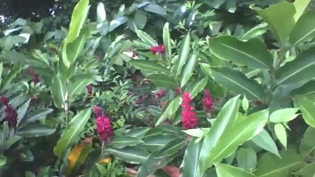 Um pequeno jardim plantas alpínias no jardim botânico, que flores! [Nature & Animals]