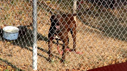 DOGS BARKING!! Angry Dogs | Real Guard Dogs