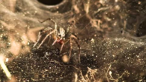 Agelena labyrinthica