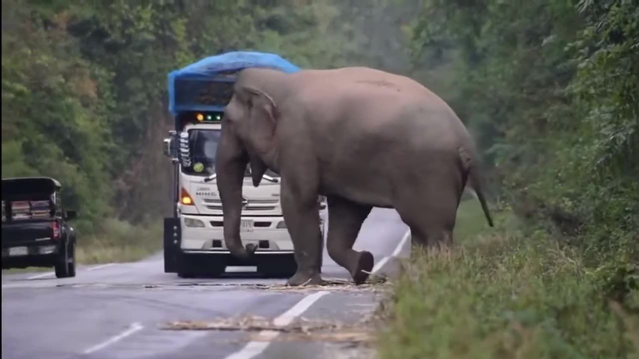 In Cambodia and Thailand, elephants learned a new way to get food by stopping trucks carrying reeds.