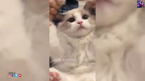 Cute baby cats videos 🤩