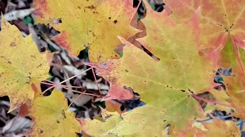 Autumn leaves #autumn #autumnleaves