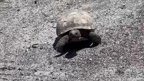 Tortoise in our Florida neighborhood