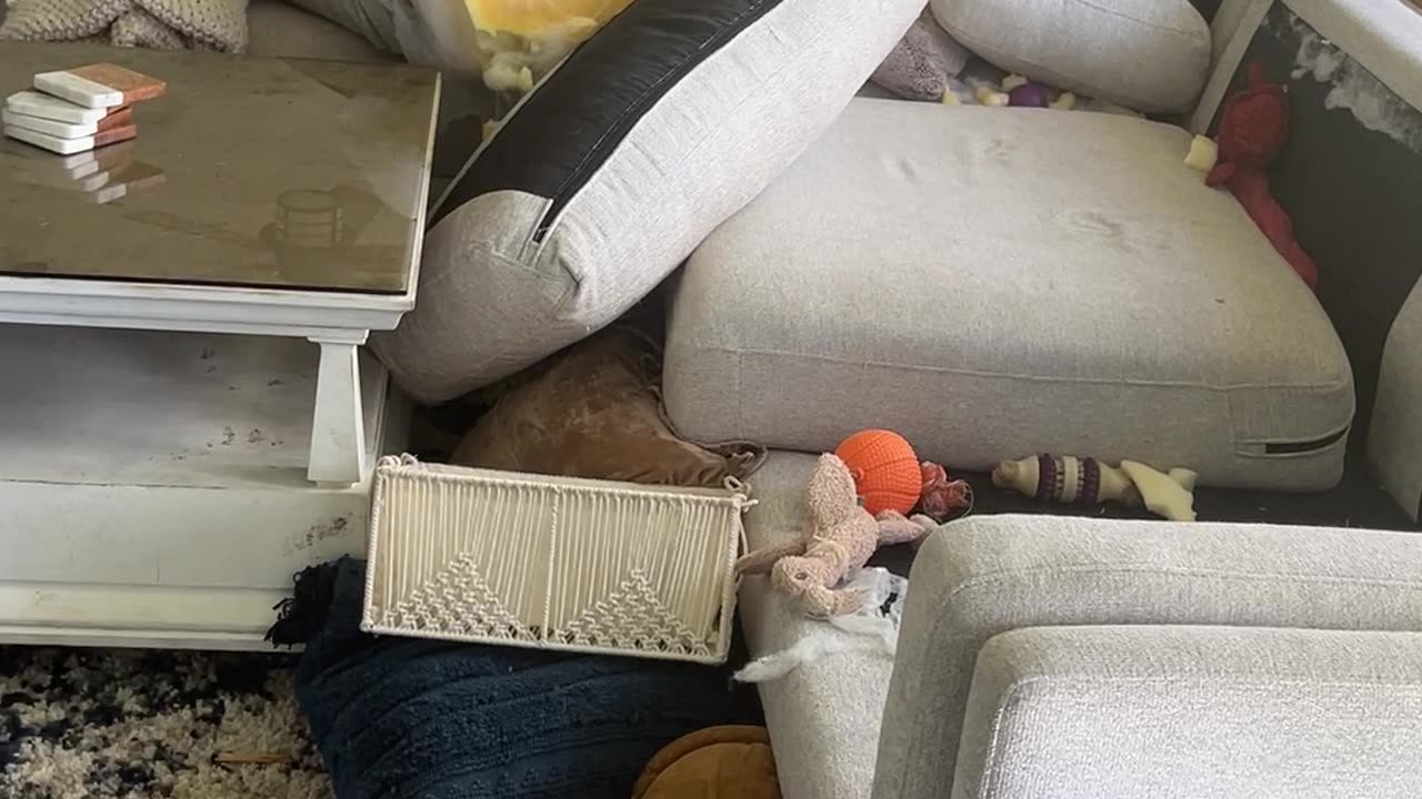 Boxer Puppy Destroys Couch