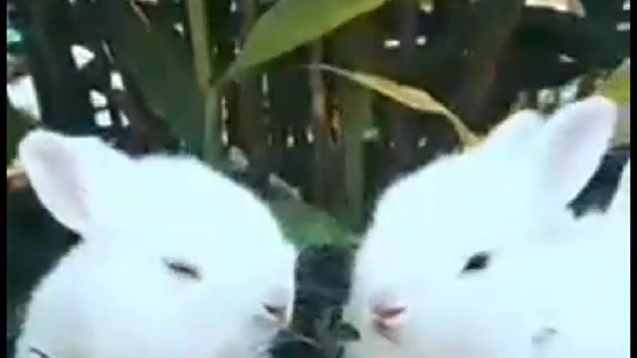 Cute little rabbits 🐰🤩