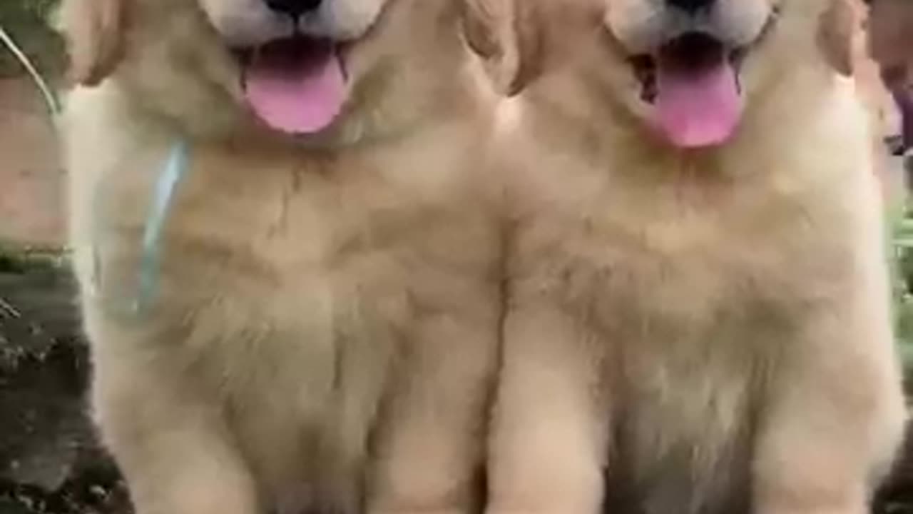 Fluffiest golden retriever puppies