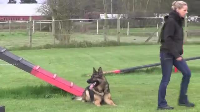 Dog training