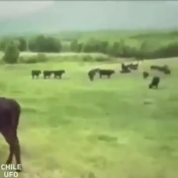 UFO Beaming Up A Cow
