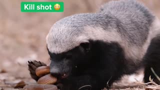 Honey badger