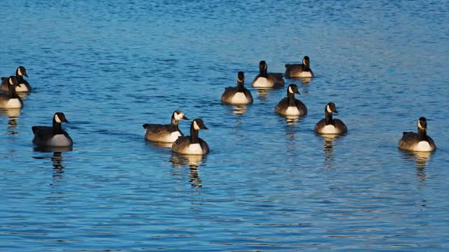 Black billed duck