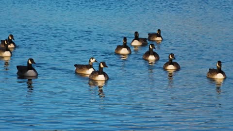 Black billed duck