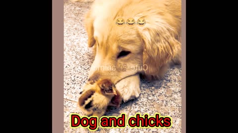 Dog and chicks@ChhiringOfficials