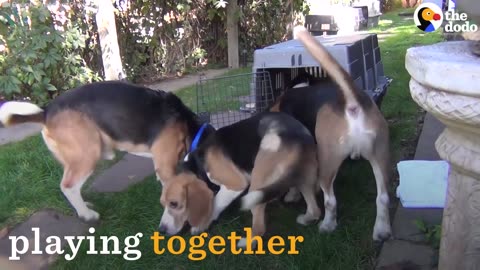 Dogs Freed From Labs Get Their First Taste Of Freedom