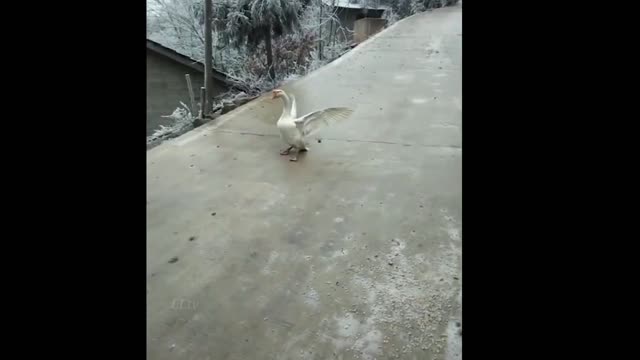 Funny Duck Sliding on Ice