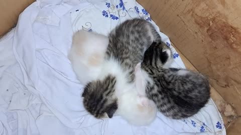 The mother first eats her own food to feed her kittens