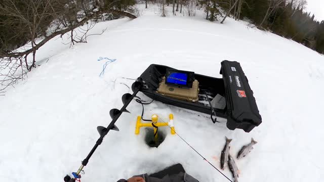 Trout through the ice is so much fun