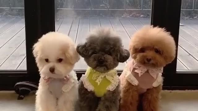 Cutest Toy Poodle Puppies 🐶