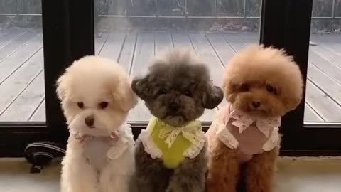 Cutest Toy Poodle Puppies 🐶