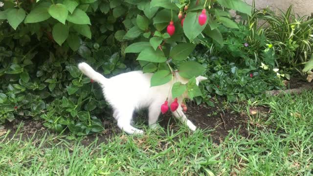 See what the cute white cat does when she's upset 😅