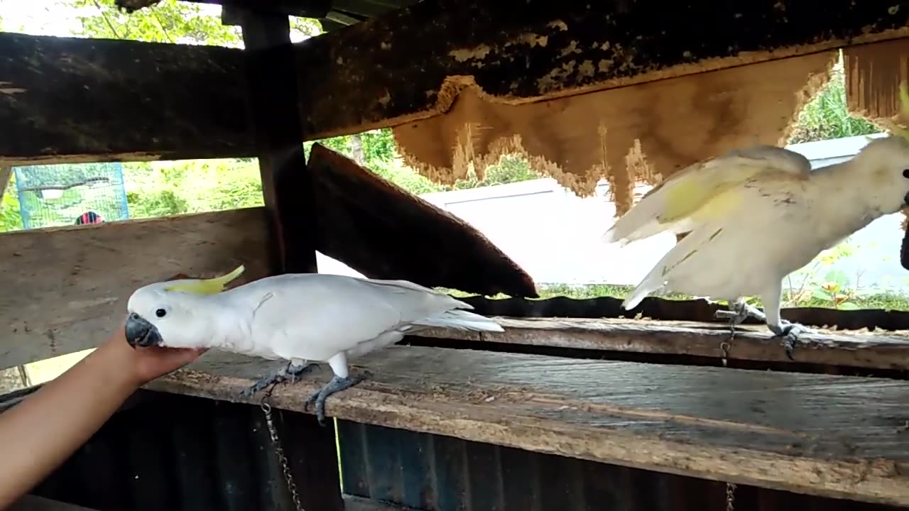 Parrots from Papua, Indonesia