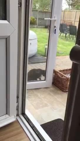 See how the smart cat opens the door by himself!
