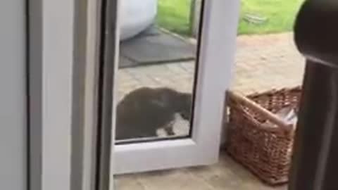 See how the smart cat opens the door by himself!