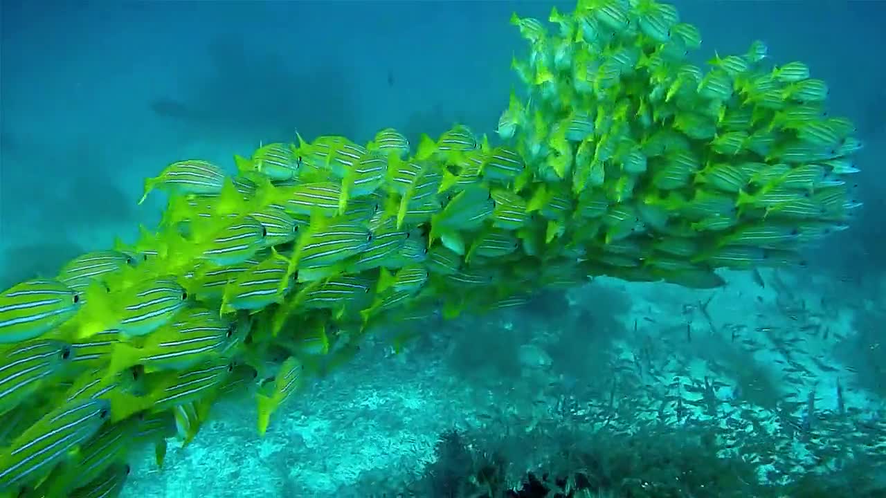 fish are very beautiful