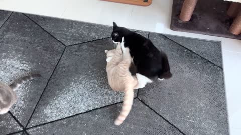 Kitten Vs Older Cat