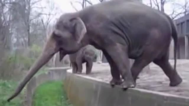 ELEPHANT FUNNY 2