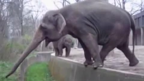 ELEPHANT FUNNY 2