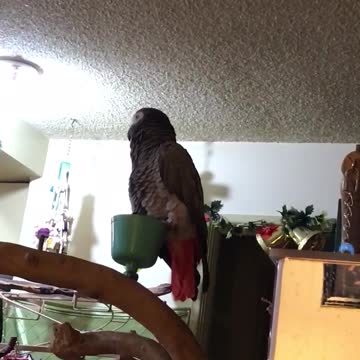 African grey talks and makes sounds