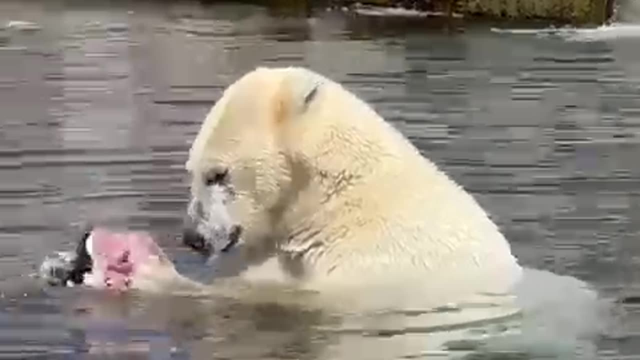 Hungry bear