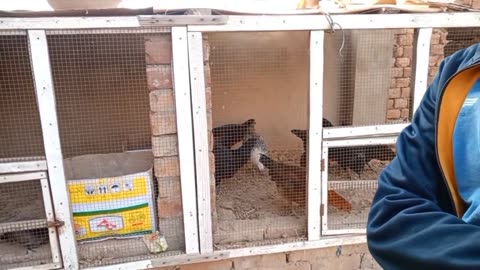 Making cages on rooftop for chickens