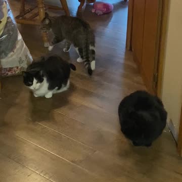The cats are ready for breakfast!