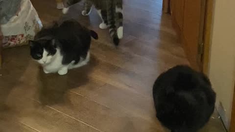 The cats are ready for breakfast!