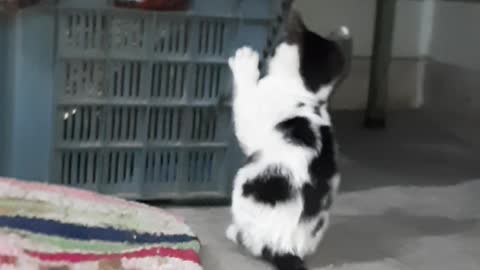 cute and funny cat