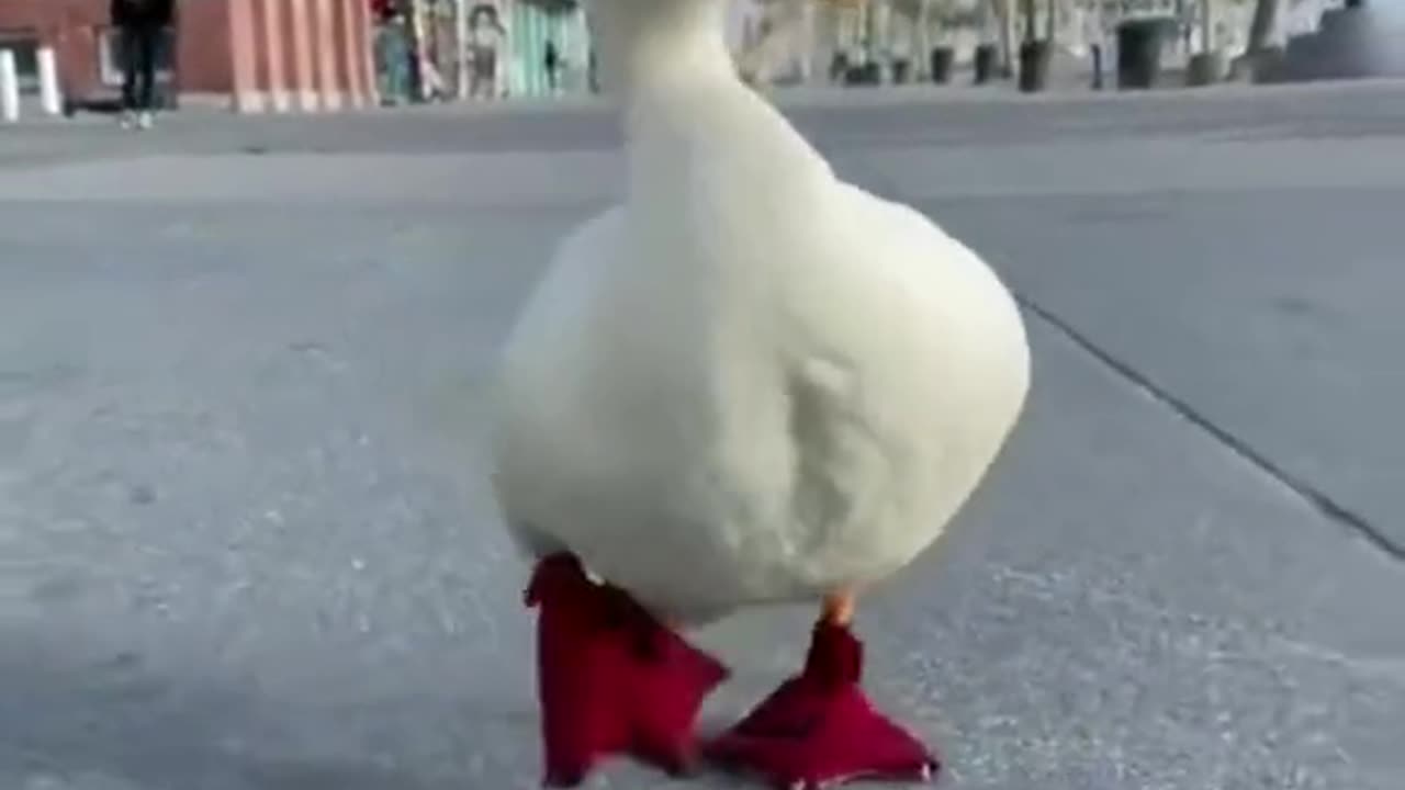 Happy Duck! #happy #Duck #animal #animalsoftiktok #best #trending
