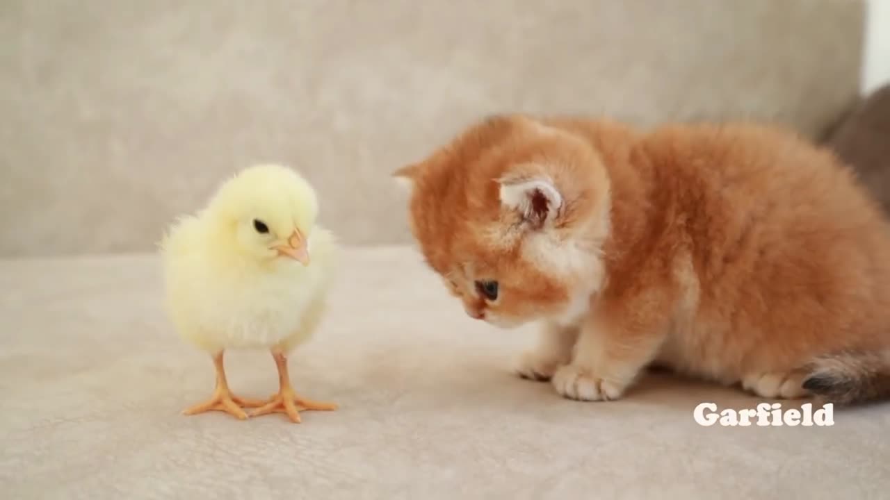 Cat vs hen funny video 🤣