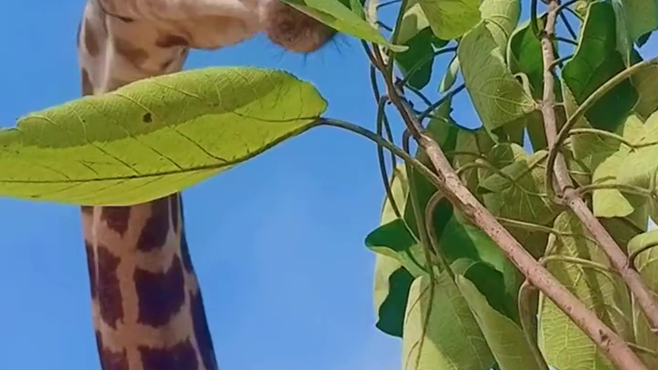 A giraffe is eating leaves