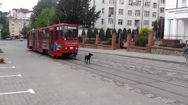 Dog vs Tram