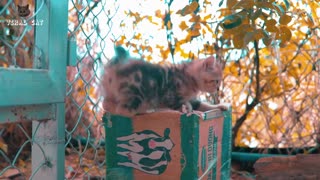 4K Quality Animal Footage - Cats and Kittens Beautiful Scenes Episode 8 _ Viral Cat