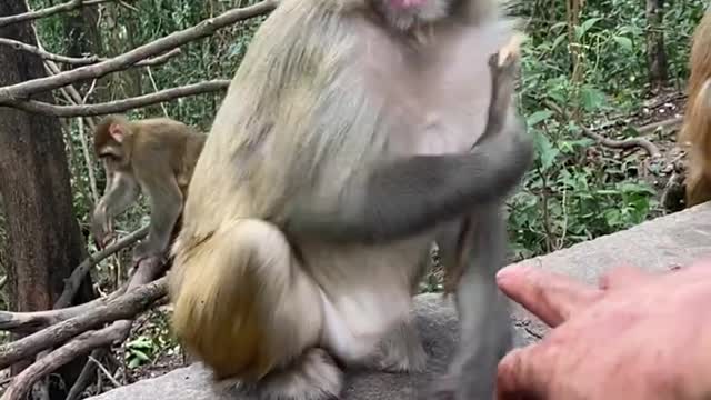 monkey can carry a stick