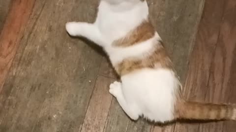 Twirling Kitty