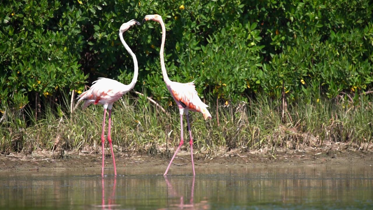 A Flamingo Spat