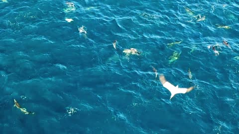 A Pod Of Dolphins In The Sea