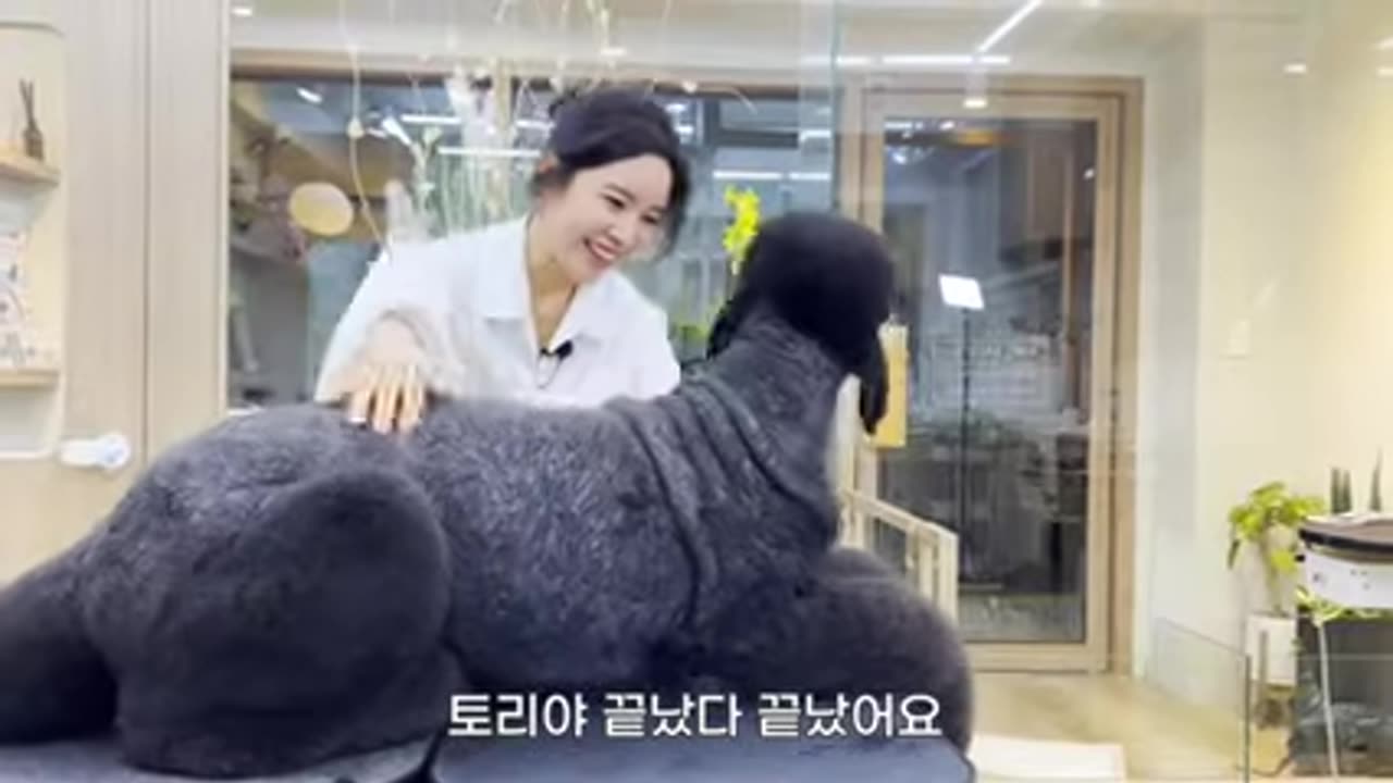 Standard poodle grooming-black Dog