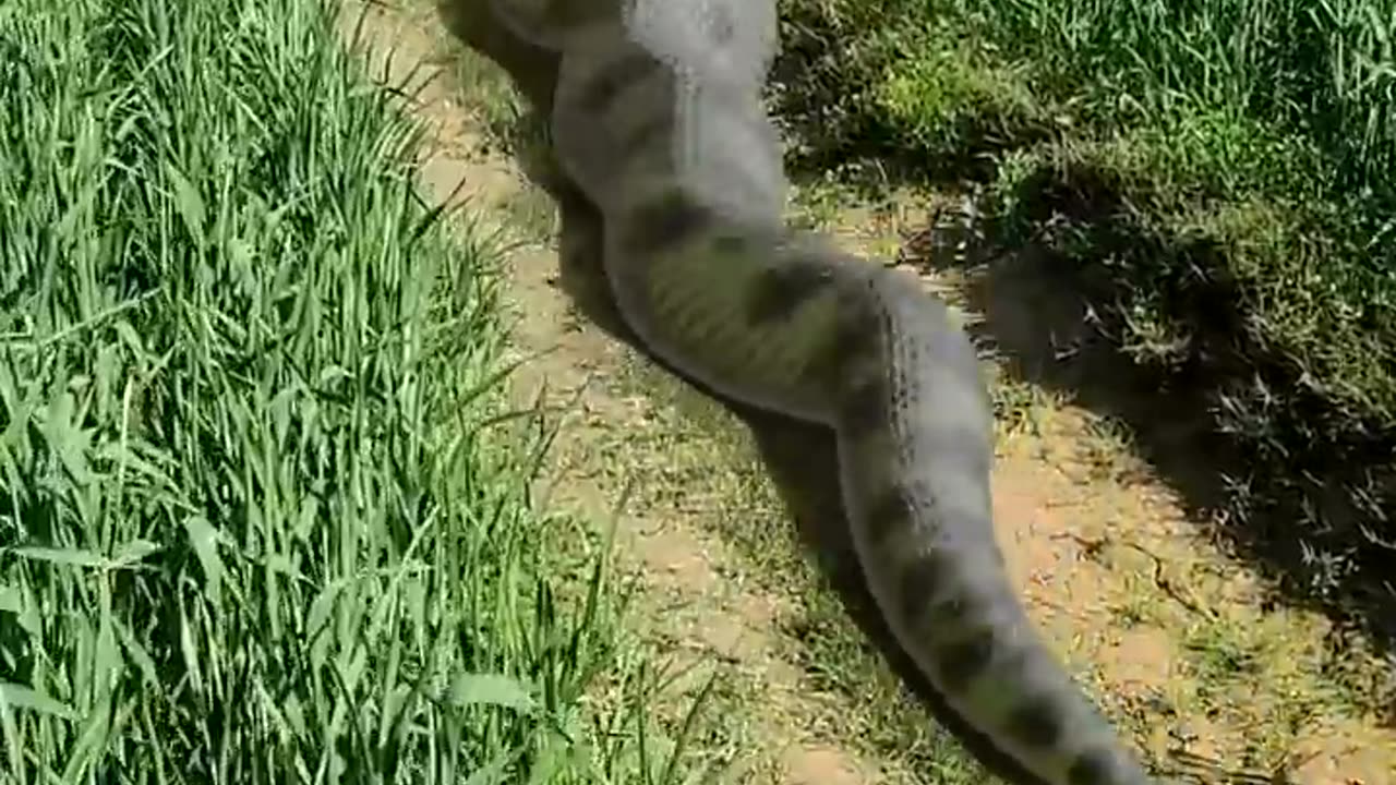 Anaconda snake