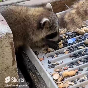Sunny The Raccoon Back Today For A Feed July 4th, 2023 Happy Independence Day America #shorts