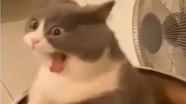 cute cat yawn